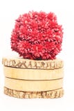 Nahaufnahme der trockenen roten stacheligen Ball-Blume auf rundem Teakholzholz auf Weiß lizenzfreies stockbild Nahaufnahme der trockenen roten stacheligen Ball-Blume auf rundem Teakholzholz auf Weiß lizenzfreies stockbild