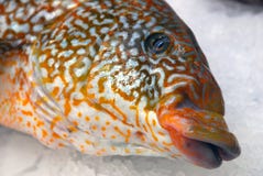Nahaufnahme des Kopfes eines Fisches lizenzfreies stockfoto Nahaufnahme des Kopfes eines Fisches lizenzfreies stockfoto
