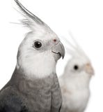 Nahaufnahme des männlichen und weiblichen Cockatiel, Nymphicus lizenzfreie stockbilder Nahaufnahme des männlichen und weiblichen Cockatiel, Nymphicus lizenzfreie stockbilder