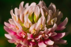 Nahaufnahme einer Kleeblume auf grünem blury Hintergrund stockfotos Nahaufnahme einer Kleeblume auf grünem blury Hintergrund stockfotos