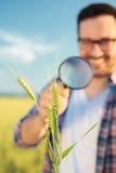 Nahaufnahme eines glücklichen jungen Agronomen oder des Landwirts, die Weizenbetriebsstämme mit einer Lupe kontrollieren stockfoto Nahaufnahme eines glücklichen jungen Agronomen oder des Landwirts, die Weizenbetriebsstämme mit einer Lupe kontrollieren stockfoto