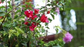 Nahaufnahme hellen roten und lila Blumen im asiatischen Park draußen Bali, Indonesien Schöner bunter Hintergrund stock video footage Nahaufnahme hellen roten und lila Blumen im asiatischen Park draußen Bali, Indonesien Schöner bunter Hintergrund stock video footage