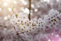 Nahaufnahme-Makro des Frühlinges Cherry Blossoms, hellrosa färbendes warmes Sonnenlicht Bokeh lizenzfreie stockbilder Nahaufnahme-Makro des Frühlinges Cherry Blossoms, hellrosa färbendes warmes Sonnenlicht Bokeh lizenzfreie stockbilder
