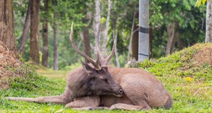 Nahaufnahme männliche Samber-Rotwild an Nationalpark Khao Yai, Thailand Lizenzfreie Stockbilder Nahaufnahme männliche Samber-Rotwild an Nationalpark Khao Yai, Thailand Lizenzfreie Stockbilder