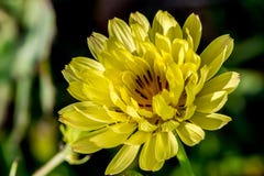 Früher Morgen Sun geschossen von einem herrlichen wilden Texas-Löwenzahn. lizenzfreie stockbilder Früher Morgen Sun geschossen von einem herrlichen wilden Texas-Löwenzahn. lizenzfreie stockbilder