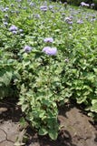 Nahaufnahme von Ageratum houstonianum stockfotografie Nahaufnahme von Ageratum houstonianum stockfotografie