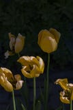 Nahaufnahme von den roten hellen Blumen beleuchtet durch die Sonne lizenzfreie stockfotos Nahaufnahme von den roten hellen Blumen beleuchtet durch die Sonne lizenzfreie stockfotos