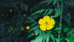 Nahaufnahme von gelben Blumen einer gemeinen Butterblume im Wald auf Hintergrund des grünen Grases Ranunculus Acris-Wiesenbutterb lizenzfreies stockfoto Nahaufnahme von gelben Blumen einer gemeinen Butterblume im Wald auf Hintergrund des grünen Grases Ranunculus Acris-Wiesenbutterb lizenzfreies stockfoto