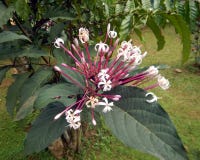 Nahaufnahme von Starbust Bush oder von Glorybower-Blumen stockfotos Nahaufnahme von Starbust Bush oder von Glorybower-Blumen stockfotos