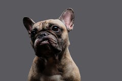 Nahaufnahmefoto eines Knurren Pug auf grauem Hintergrund stockbilder Nahaufnahmefoto eines Knurren Pug auf grauem Hintergrund stockbilder