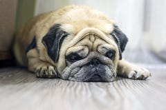 Nahaufnahmegesicht eines netten Hundpug stockbild Nahaufnahmegesicht eines netten Hundpug stockbild