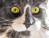 Nahaufnahmeporträt der Katze mit gelben Augen anstarrend entlang der Kamera lizenzfreies stockfoto Nahaufnahmeporträt der Katze mit gelben Augen anstarrend entlang der Kamera lizenzfreies stockfoto