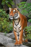 Nahes ehrliches Porträt des indo-chinesischen Tigers stockfotografie Nahes ehrliches Porträt des indo-chinesischen Tigers stockfotografie