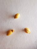 Nahes hohes Bild des Koriandersamens lizenzfreie stockfotos Nahes hohes Bild des Koriandersamens lizenzfreie stockfotos
