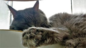 Nahes hohes Portr?t der sibirischen Zucht der gr?n?ugigen Katze stockfotografie Nahes hohes Portr?t der sibirischen Zucht der gr?n?ugigen Katze stockfotografie