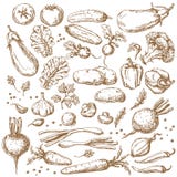 Nakreślenie warzywo set ilustracji Nakreślenie warzywo set ilustracji