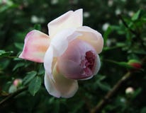 Nam, de rozen, witte rozen toe, rode nam A toe, nam de bloem, Chinese bloemen, toe stock foto's Nam, de rozen, witte rozen toe, rode nam A toe, nam de bloem, Chinese bloemen, toe stock foto's