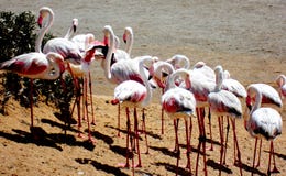 Namibia, bahía de Walvis, flamencos rosados imagen de archivo libre de regalías Namibia, bahía de Walvis, flamencos rosados imagen de archivo libre de regalías