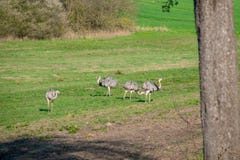 Nandufamilie die zich op een weide in de ochtend bevinden die voedsel zoeken royalty-vrije stock afbeelding Nandufamilie die zich op een weide in de ochtend bevinden die voedsel zoeken royalty-vrije stock afbeelding