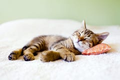 NAP γατακιών στοκ εικόνες με δικαίωμα ελεύθερης χρήσης NAP γατακιών στοκ εικόνες με δικαίωμα ελεύθερης χρήσης