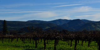 Napa Valley Vine yard in winter stock image Napa Valley Vine yard in winter stock image