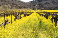 Napa Valley Vineyards and Mustard Blooming Stock Images Napa Valley Vineyards and Mustard Blooming Stock Images