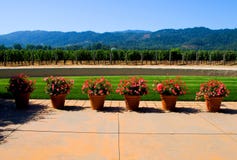 Napa Valley vingård royaltyfri bild Napa Valley vingård royaltyfri bild