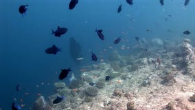 Napoleon y escuela del wrasse y de los buceadores de los pescados subacuáticos en el fondo del mar almacen de metraje de vídeo Napoleon y escuela del wrasse y de los buceadores de los pescados subacuáticos en el fondo del mar almacen de metraje de vídeo