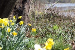 Narcisi della primavera al sole sotto un albero immagini stock Narcisi della primavera al sole sotto un albero immagini stock