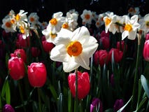 Narcisos blancos retroiluminados y tulipanes rojos imagenes de archivo Narcisos blancos retroiluminados y tulipanes rojos imagenes de archivo