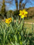 Narcisos que florecen en luz del sol de la primavera imagenes de archivo Narcisos que florecen en luz del sol de la primavera imagenes de archivo