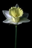 Narcisse blanc Narcisse blanc