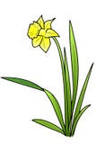 Narcissus. Illustration of a narcissus flower royalty free illustration Narcissus. Illustration of a narcissus flower royalty free illustration