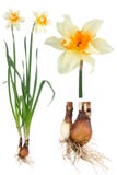 Narcissus Royalty Free Stock Photography