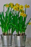 Narcissus in an aluminum bucket stock photos Narcissus in an aluminum bucket stock photos