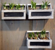Narcissus Bulbs In Pot Stock Photos Narcissus Bulbs In Pot Stock Photos