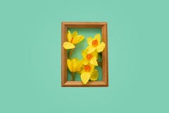 Narcissus Daffodils в рамке на зеленой предпосылке стоковое фото Narcissus Daffodils в рамке на зеленой предпосылке стоковое фото