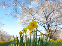 Narcissus field с предпосылкой f дерева вишневого цвета Сакуры стоковые изображения Narcissus field с предпосылкой f дерева вишневого цвета Сакуры стоковые изображения