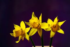 Narcissus дерева желтый против темной предпосылки стоковые изображения rf Narcissus дерева желтый против темной предпосылки стоковые изображения rf