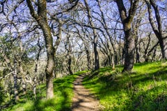 Narrow hiking trail through a forest in Coyote Lake Harvey Bear Ranch County Park stock images Narrow hiking trail through a forest in Coyote Lake Harvey Bear Ranch County Park stock images