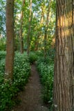 a narrow path in the forest near frankfurt, germany