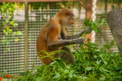 Nasalis larvatus van de zuigorganenaap endemisch van Borneo Mannelijk portret met een reusachtige neus stock foto's Nasalis larvatus van de zuigorganenaap endemisch van Borneo Mannelijk portret met een reusachtige neus stock foto's