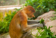 Nasalis larvatus van de zuigorganenaap endemisch van Borneo Mannelijk portret met een reusachtige neus stock afbeelding Nasalis larvatus van de zuigorganenaap endemisch van Borneo Mannelijk portret met een reusachtige neus stock afbeelding