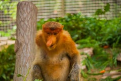 Nasalis larvatus van de zuigorganenaap endemisch van Borneo Mannelijk portret met een reusachtige neus stock foto Nasalis larvatus van de zuigorganenaap endemisch van Borneo Mannelijk portret met een reusachtige neus stock foto