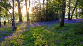 Nascer do sol em uma madeira da campainha, Hambledon, Hampshire, Reino Unido imagens de stock Nascer do sol em uma madeira da campainha, Hambledon, Hampshire, Reino Unido imagens de stock