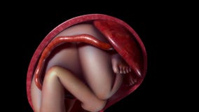 Nascimento labor e vaginal do Normal Nascimento labor e vaginal do Normal
