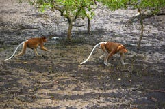 Nasenaffe lizenzfreie stockfotos Nasenaffe lizenzfreie stockfotos