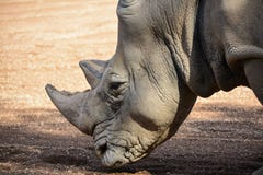 Nashorn Ceratotherium simum simum lizenzfreies stockbild Nashorn Ceratotherium simum simum lizenzfreies stockbild