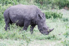 Nashorn, das in den gr?nen B?schen weiden l?sst lizenzfreie stockbilder Nashorn, das in den gr?nen B?schen weiden l?sst lizenzfreie stockbilder
