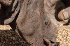 Nashornkopf im Fokus im Zoo in Deutschland in Nürnberg stockbilder Nashornkopf im Fokus im Zoo in Deutschland in Nürnberg stockbilder